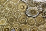 Polished Fossil Coral (Actinocyathus) - Morocco #110559-1